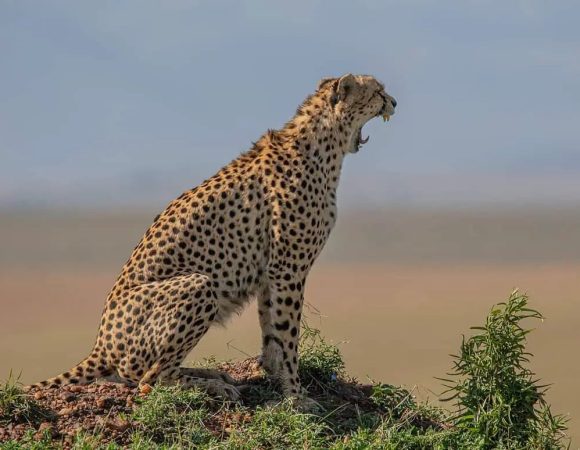 3 Days Masai Mara