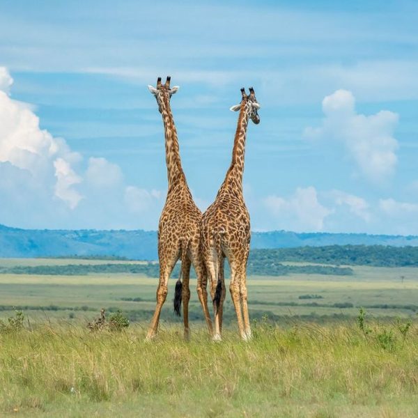 14 Days Masai Mara / Naivasha, Nakuru / Aberdare / Mt.Kenya and Samburu