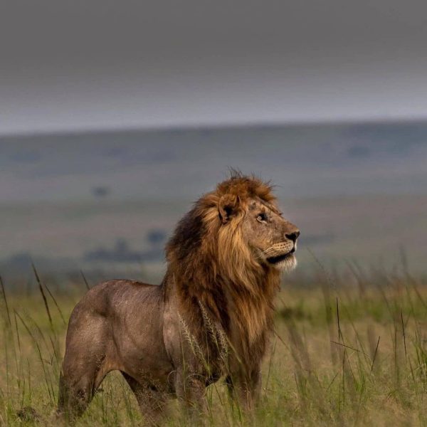 3 Days Arusha / Manyara and Ngorongoro
