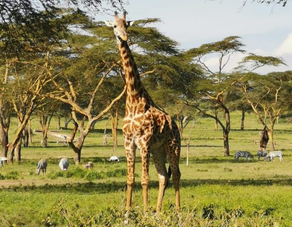 3 Days Lake Manyara & Tarangire